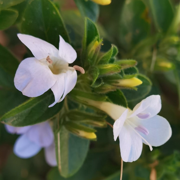 Barleria obtusa White Bushviolet Bosviooltjie idololenkonyane